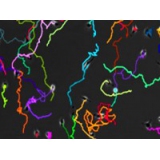 细胞趋化追踪轨迹分析Chemotaxis Image...